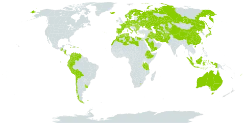 Dactylis world distribution map, present in Afghanistan, Åland Islands, Albania, Australia, Austria, Bulgaria, Belarus, Bolivia (Plurinational State of), Switzerland, Chile, China, Colombia, Costa Rica, Cyprus, Czech Republic, Germany, Dominica, Denmark, Algeria, Ecuador, Egypt, Spain, Ethiopia, Finland, Fiji, Falkland Islands (Malvinas), France, Micronesia (Federated States of), Georgia, Greece, Guatemala, Haiti, Hungary, Indonesia, Ireland, Iran (Islamic Republic of), Iraq, Iceland, Italy, Jamaica, Japan, Kazakhstan, Kyrgyzstan, Libya, Lesotho, Morocco, Montenegro, Mauritius, Malaysia, Norfolk Island, Nicaragua, Netherlands, Norway, Nepal, Pakistan, Peru, Palau, Poland, Puerto Rico, Korea (Democratic People's Republic of), Portugal, Réunion, Romania, Russian Federation, Saudi Arabia, Sweden, Turks and Caicos Islands, Turkmenistan, Tunisia, Taiwan, Province of China, Tanzania, United Republic of, Ukraine, Uruguay, Uzbekistan, Venezuela (Bolivarian Republic of), and Yemen