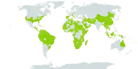 Dactyloctenium aegyptium world distribution map, present in Aruba, Afghanistan, Angola, Åland Islands, Andorra, Australia, Benin, Burkina Faso, Bangladesh, Bahamas, Belize, Bolivia (Plurinational State of), Brazil, Botswana, Central African Republic, China, Congo, Cook Islands, Colombia, Costa Rica, Cuba, Cayman Islands, Cyprus, Czech Republic, Djibouti, Dominica, Algeria, Ecuador, Egypt, Eritrea, Spain, Ethiopia, Fiji, Gabon, Georgia, Ghana, Guinea, Gambia, Guinea-Bissau, Guatemala, Guyana, Honduras, Haiti, Indonesia, Iran (Islamic Republic of), Iraq, Italy, Jamaica, Kenya, Kuwait, Lao People's Democratic Republic, Liberia, Libya, Moldova (Republic of), Madagascar, Maldives, Mali, Myanmar, Mozambique, Mauritania, Mauritius, Malaysia, Namibia, Nigeria, Nicaragua, Nepal, Nauru, Oman, Pakistan, Panama, Peru, Philippines, Palau, Puerto Rico, Korea (Democratic People's Republic of), Paraguay, Réunion, Rwanda, Saudi Arabia, Sudan, Senegal, Singapore, Solomon Islands, Sierra Leone, Somalia, Suriname, eSwatini, Turks and Caicos Islands, Chad, Togo, Thailand, Tonga, Tunisia, Taiwan, Province of China, Tanzania, United Republic of, Uganda, Uruguay, United States of America, Venezuela (Bolivarian Republic of), Viet Nam, Vanuatu, Wallis and Futuna, Samoa, Yemen, South Africa, Zambia, and Zimbabwe