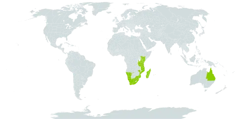 Dactyloctenium australe world distribution map, present in Australia, Kenya, Madagascar, Mozambique, Mauritius, Namibia, Réunion, eSwatini, Tanzania, United Republic of, Wallis and Futuna, and South Africa