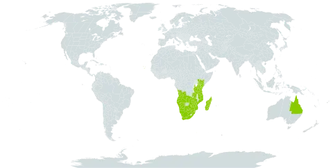 Dactyloctenium giganteum world distribution map, present in Angola, Australia, Botswana, Cabo Verde, Kenya, Madagascar, Mozambique, Namibia, eSwatini, Tanzania, United Republic of, South Africa, Zambia, and Zimbabwe