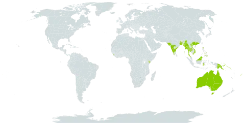 Dalbergia candenatensis world distribution map, present in Australia, Bangladesh, Brunei Darussalam, China, Fiji, Micronesia (Federated States of), Indonesia, India, Kenya, Sri Lanka, Myanmar, Northern Mariana Islands, Malaysia, Philippines, Papua New Guinea, Singapore, Solomon Islands, Thailand, United States of America, and Viet Nam