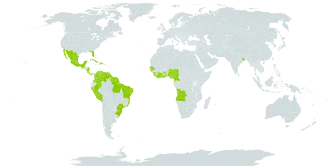 Dalbergia ecastaphyllum world distribution map, present in Angola, American Samoa, Antigua and Barbuda, Bonaire, Sint Eustatius and Saba, Bahamas, Belize, Brazil, Barbados, Côte d'Ivoire, Cameroon, Colombia, Costa Rica, Cuba, Cayman Islands, Dominica, Dominican Republic, Guernsey, Ghana, Guinea, Guadeloupe, Guinea-Bissau, Equatorial Guinea, Grenada, Guatemala, French Guiana, Guyana, Haiti, India, Liberia, Mexico, Montserrat, Martinique, Mauritius, Nigeria, Nicaragua, Panama, Peru, Puerto Rico, Réunion, Senegal, Singapore, Sierra Leone, Suriname, Togo, Trinidad and Tobago, United States of America, and Venezuela (Bolivarian Republic of)