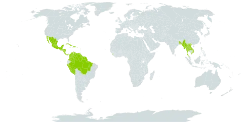 Dalbergia ovalis world distribution map, present in American Samoa, Bangladesh, Belize, Brazil, Colombia, Costa Rica, Cuba, Dominican Republic, Guadeloupe, Guatemala, French Guiana, Guyana, Honduras, Haiti, India, Jamaica, Lao People's Democratic Republic, Sri Lanka, Mexico, Myanmar, Martinique, Nicaragua, Nepal, Panama, Peru, Puerto Rico, Singapore, Suriname, Thailand, Trinidad and Tobago, Venezuela (Bolivarian Republic of), and Viet Nam