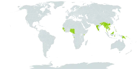 Dalbergia pinnata world distribution map, present in Angola, Bangladesh, Brunei Darussalam, Bhutan, China, Cameroon, Guinea, Guinea-Bissau, Indonesia, India, Kenya, Lao People's Democratic Republic, Myanmar, Malaysia, Nigeria, Nepal, Philippines, Papua New Guinea, Senegal, Sierra Leone, Thailand, and Viet Nam