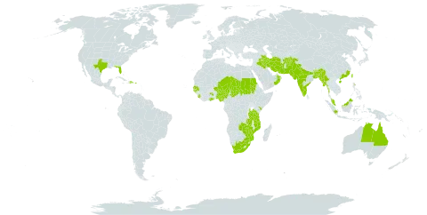 Dalbergia sissoo world distribution map, present in Afghanistan, Australia, Bonaire, Sint Eustatius and Saba, Bangladesh, Bhutan, China, Dominican Republic, Ghana, Guinea-Bissau, Indonesia, India, Iran (Islamic Republic of), Iraq, Kenya, Myanmar, Mozambique, Malaysia, Niger, Nigeria, Nepal, Oman, Pakistan, Puerto Rico, Sudan, Senegal, Sierra Leone, Chad, Taiwan, Province of China, Tanzania, United Republic of, Uganda, United States of America, South Africa, Zambia, and Zimbabwe