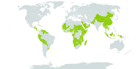 Dalechampia world distribution map, present in Angola, Belize, Bolivia (Plurinational State of), Botswana, Central African Republic, China, Congo, Comoros, Costa Rica, Cuba, Djibouti, Dominica, Ecuador, Eritrea, Ethiopia, Gabon, Ghana, Guinea, Guatemala, Guyana, Honduras, Haiti, Indonesia, Kenya, Lao People's Democratic Republic, Liberia, Madagascar, Mali, Myanmar, Mozambique, Mauritania, Mauritius, Namibia, Nigeria, Nicaragua, Oman, Pakistan, Panama, Peru, Puerto Rico, Paraguay, Saudi Arabia, Sudan, Senegal, Sierra Leone, Somalia, Suriname, eSwatini, Chad, Togo, Thailand, Tanzania, United Republic of, Uganda, Uruguay, Venezuela (Bolivarian Republic of), Viet Nam, Yemen, Zambia, and Zimbabwe