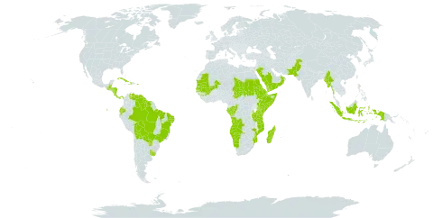 Dalechampia scandens world distribution map, present in Angola, Belize, Bolivia (Plurinational State of), Brazil, Congo, Costa Rica, Cuba, Djibouti, Dominica, Ecuador, Eritrea, Ethiopia, Gabon, Guinea, Guatemala, Guyana, Honduras, Haiti, Indonesia, Kenya, Madagascar, Mali, Myanmar, Mozambique, Mauritania, Namibia, Nicaragua, Oman, Pakistan, Panama, Puerto Rico, Paraguay, Saudi Arabia, Sudan, Senegal, Somalia, Suriname, Chad, Tanzania, United Republic of, Uganda, Uruguay, Venezuela (Bolivarian Republic of), and Yemen