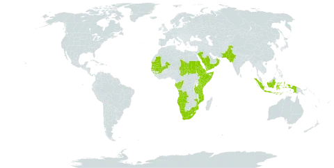 Dalechampia scandens var. cordofana world distribution map, present in Angola, Congo, Djibouti, Eritrea, Ethiopia, Gabon, Guinea, Indonesia, India, Kenya, Mali, Mozambique, Mauritania, Namibia, Oman, Pakistan, Saudi Arabia, Sudan, Senegal, Somalia, Chad, Tanzania, United Republic of, Uganda, Yemen, and South Africa