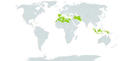 Damasonium bourgaei world distribution map, present in Cyprus, Algeria, Egypt, Spain, Greece, Indonesia, Iran (Islamic Republic of), Iraq, Libya, Morocco, Palau, Portugal, Turks and Caicos Islands, and Tunisia