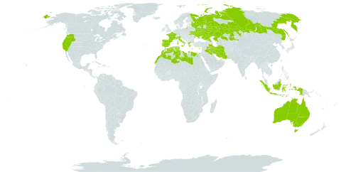 Damasonium world distribution map, present in Australia, Cyprus, Algeria, Egypt, Spain, France, Greece, Indonesia, Iran (Islamic Republic of), Iraq, Italy, Kazakhstan, Libya, Morocco, Palau, Portugal, Russian Federation, Turks and Caicos Islands, Tunisia, Ukraine, and United States of America