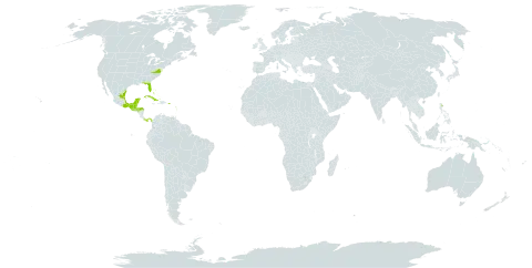 Damburneya coriacea world distribution map, present in Antigua and Barbuda, Bonaire, Sint Eustatius and Saba, Bahamas, Belize, Cuba, Cayman Islands, Dominica, Guadeloupe, Grenada, Guatemala, Honduras, Jamaica, Saint Lucia, Mexico, Montserrat, Martinique, Panama, Puerto Rico, Turks and Caicos Islands, Trinidad and Tobago, United States of America, Saint Vincent and the Grenadines, and Venezuela (Bolivarian Republic of)