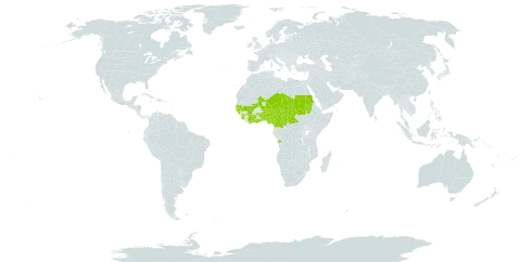 Daniellia oliveri world distribution map, present in Angola, Benin, Burkina Faso, Central African Republic, Côte d'Ivoire, Cameroon, Ghana, Guinea, Gambia, Guinea-Bissau, Mali, Niger, Nigeria, Sudan, Senegal, Sierra Leone, Chad, Togo, and Uganda