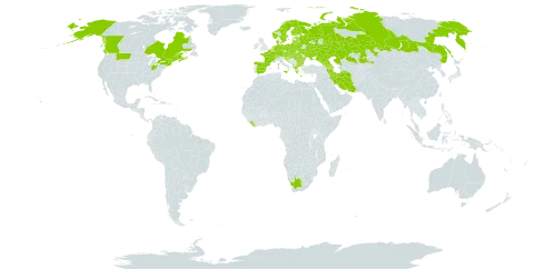 Daphne mezereum world distribution map, present in Albania, Armenia, Austria, Azerbaijan, Belgium, Bulgaria, Belarus, Canada, Switzerland, Czech Republic, Germany, Denmark, Spain, Estonia, Finland, France, United Kingdom of Great Britain and Northern Ireland, Georgia, Greece, Croatia, Hungary, Iran (Islamic Republic of), Italy, Kazakhstan, Liberia, Liechtenstein, Lithuania, Luxembourg, Latvia, North Macedonia, Netherlands, Norway, Poland, Romania, Russian Federation, Serbia, Slovakia, Slovenia, Sweden, Ukraine, United States of America, and South Africa