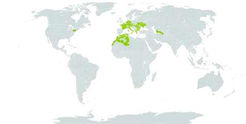 Dasypyrum world distribution map, present in Albania, Austria, Bulgaria, Czech Republic, Germany, Algeria, France, Greece, Hungary, Italy, Morocco, Romania, Turks and Caicos Islands, Turkmenistan, Ukraine, and United States of America