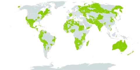 Datura innoxia world distribution map, present in Afghanistan, Angola, Anguilla, Argentina, French Southern Territories, Antigua and Barbuda, Australia, Benin, Burkina Faso, Bahamas, Bolivia (Plurinational State of), Brazil, Barbados, Botswana, Canada, Chile, China, Côte d'Ivoire, Colombia, Cabo Verde, Costa Rica, Cuba, Cyprus, Djibouti, Algeria, Ecuador, Spain, France, Georgia, Gibraltar, Guinea, Guadeloupe, Guinea-Bissau, Greece, Honduras, Croatia, Indonesia, India, Iran (Islamic Republic of), Israel, Italy, Jamaica, Kenya, Libya, Saint Lucia, Morocco, Madagascar, Mexico, Mali, Mauritania, Martinique, Mauritius, Malawi, Namibia, Nigeria, Nicaragua, New Zealand, Pakistan, Peru, Puerto Rico, Korea (Democratic People's Republic of), Portugal, Paraguay, Qatar, Réunion, Russian Federation, Saudi Arabia, Sudan, Senegal, Slovenia, Turks and Caicos Islands, Tunisia, Tanzania, United Republic of, Uruguay, United States of America, Uzbekistan, Saint Vincent and the Grenadines, Venezuela (Bolivarian Republic of), Viet Nam, Yemen, South Africa, Zambia, and Zimbabwe