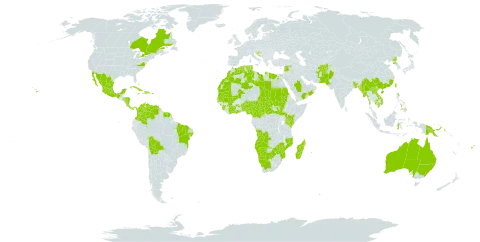 Datura metel world distribution map, present in Afghanistan, Angola, Antigua and Barbuda, Australia, Benin, Bonaire, Sint Eustatius and Saba, Bangladesh, Bahamas, Bolivia (Plurinational State of), Brazil, Barbados, Botswana, Central African Republic, Canada, China, Côte d'Ivoire, Cameroon, Cook Islands, Colombia, Cabo Verde, Costa Rica, Cuba, Dominican Republic, Algeria, Egypt, Fiji, Micronesia (Federated States of), Ghana, Guinea, Gambia, Equatorial Guinea, French Guiana, Honduras, Croatia, Haiti, Indonesia, India, Jamaica, Kenya, Cambodia, Kiribati, Lao People's Democratic Republic, Lebanon, Libya, Sri Lanka, Morocco, Madagascar, Maldives, Mexico, Mali, Myanmar, Northern Mariana Islands, Mozambique, Mauritania, Martinique, Mauritius, Malawi, Namibia, Nigeria, Nicaragua, Niue, Nepal, Oman, Pakistan, Panama, Philippines, Palau, Papua New Guinea, Puerto Rico, Korea (Democratic People's Republic of), Portugal, Réunion, Saudi Arabia, Sudan, Senegal, Sierra Leone, South Sudan, Sao Tome and Principe, Suriname, Seychelles, Syrian Arab Republic, Chad, Trinidad and Tobago, Tunisia, Taiwan, Province of China, Tanzania, United Republic of, Uganda, United States of America, Venezuela (Bolivarian Republic of), Viet Nam, Yemen, South Africa, and Zimbabwe