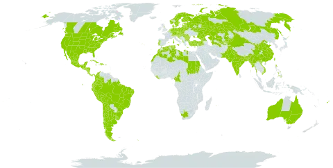 Daucus carota subsp. carota world distribution map, present in Albania, Andorra, Argentina, Australia, Austria, Azerbaijan, Belgium, Bangladesh, Bulgaria, Belarus, Belize, Bolivia (Plurinational State of), Brazil, Canada, Switzerland, Chile, China, Cameroon, Colombia, Costa Rica, Cuba, Czech Republic, Germany, Denmark, Dominican Republic, Algeria, Ecuador, Spain, Estonia, Finland, Fiji, France, United Kingdom of Great Britain and Northern Ireland, Georgia, Greece, Guatemala, Guam, Honduras, Croatia, Haiti, Hungary, India, Italy, Jamaica, Kazakhstan, Kyrgyzstan, Liberia, Libya, Liechtenstein, Lithuania, Luxembourg, Latvia, Morocco, Mexico, Marshall Islands, Myanmar, Mauritius, Nicaragua, Netherlands, Norway, Nepal, New Zealand, Pakistan, Panama, Peru, Philippines, Poland, Puerto Rico, Portugal, Réunion, Romania, Russian Federation, Sudan, South Georgia and the South Sandwich Islands, El Salvador, Slovakia, Slovenia, Sweden, Tajikistan, Turkmenistan, Trinidad and Tobago, Tunisia, Turkey, Taiwan, Province of China, Ukraine, Uruguay, United States of America, Uzbekistan, Viet Nam, and South Africa