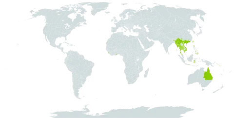 Davallia solida world distribution map, present in American Samoa, Australia, Brunei Darussalam, China, Fiji, Micronesia (Federated States of), Ghana, Guam, Indonesia, India, Cambodia, Sri Lanka, Myanmar, Northern Mariana Islands, Niue, Pitcairn, Philippines, Palau, Papua New Guinea, Singapore, Solomon Islands, Thailand, Tokelau, Tonga, Taiwan, Province of China, United States of America, Viet Nam, Wallis and Futuna, and Samoa