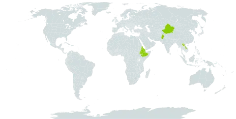 Debregeasia saeneb world distribution map, present in Afghanistan, China, Eritrea, Ethiopia, India, Lao People's Democratic Republic, Nepal, Pakistan, Saudi Arabia, and Yemen