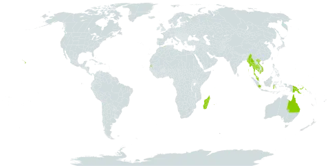 Decalobanthus peltatus world distribution map, present in American Samoa, Australia, Cook Islands, Algeria, Fiji, Micronesia (Federated States of), Guam, Indonesia, India, Iceland, Cambodia, Madagascar, Myanmar, Mauritius, Malaysia, Mayotte, Niue, Philippines, Palau, Papua New Guinea, Réunion, Seychelles, Thailand, Tonga, Tanzania, United Republic of, United States of America, Viet Nam, and Samoa