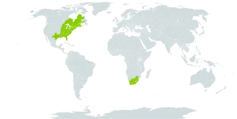 Decodon verticillatus world distribution map, present in Canada, Sri Lanka, United States of America, and South Africa