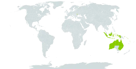 Delarbrea world distribution map, present in Australia, Indonesia, Moldova (Republic of), Norfolk Island, Papua New Guinea, Solomon Islands, and Vanuatu