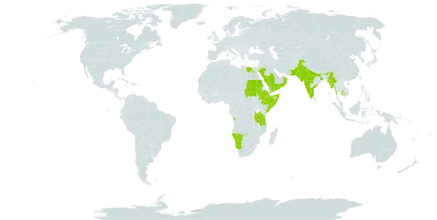 Delonix elata world distribution map, present in Angola, Djibouti, Egypt, Ethiopia, India, Kenya, Cambodia, Sri Lanka, Maldives, Myanmar, Namibia, Oman, Pakistan, Saudi Arabia, Sudan, Somalia, Tanzania, United Republic of, Uganda, and Yemen