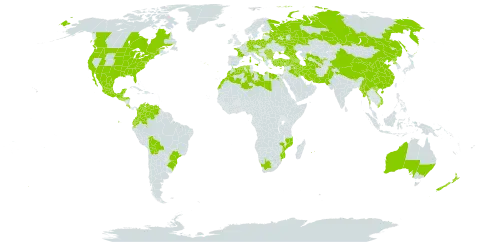 Delphinium ajacis world distribution map, present in Afghanistan, Albania, Armenia, Australia, Austria, Azerbaijan, Belgium, Bulgaria, Bosnia and Herzegovina, Belarus, Bolivia (Plurinational State of), Brazil, Bhutan, Canada, Switzerland, China, Colombia, Costa Rica, Cyprus, Germany, Algeria, Ecuador, Egypt, Spain, Estonia, France, Georgia, Gibraltar, Greece, Guatemala, Honduras, Croatia, India, Iran (Islamic Republic of), Iraq, Italy, Lebanon, Libya, Morocco, Mexico, North Macedonia, Malta, Myanmar, Montenegro, Mozambique, Mauritius, New Zealand, Pakistan, Poland, Korea (Democratic People's Republic of), Portugal, Réunion, Romania, Russian Federation, El Salvador, Serbia, Slovakia, Slovenia, Turkmenistan, Turkey, Ukraine, United States of America, Uzbekistan, Venezuela (Bolivarian Republic of), Viet Nam, and South Africa