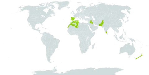 Delphinium ambiguum world distribution map, present in Algeria, Spain, India, Iraq, Morocco, New Zealand, Pakistan, Portugal, and Tunisia