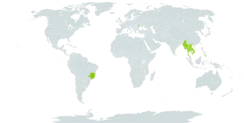 Dendrobium anosmum world distribution map, present in Brazil, Lao People's Democratic Republic, Moldova (Republic of), Myanmar, Philippines, Thailand, and Viet Nam