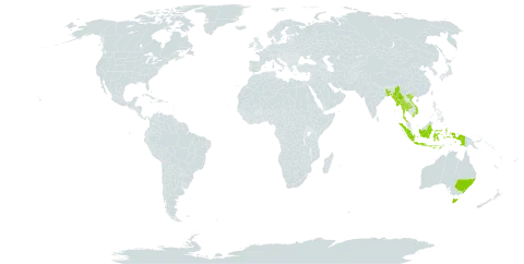 Dendrobium macrostachyum world distribution map, present in Andorra, Australia, Bangladesh, Indonesia, Maldives, Myanmar, Nepal, Thailand, and Viet Nam