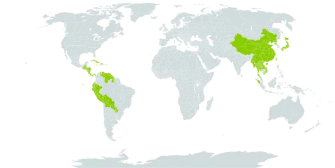 Dendropanax world distribution map, present in Belize, Bolivia (Plurinational State of), China, Costa Rica, Cuba, Cayman Islands, Dominica, Ecuador, Guatemala, Guyana, Honduras, Haiti, Indonesia, Iceland, Jamaica, Japan, Lao People's Democratic Republic, Sri Lanka, Myanmar, Nicaragua, Panama, Peru, Puerto Rico, Korea (Democratic People's Republic of), Paraguay, Thailand, Taiwan, Province of China, Venezuela (Bolivarian Republic of), and Viet Nam