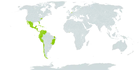 Desmanthus leptophyllus world distribution map, present in American Samoa, Belize, Brazil, Chile, Colombia, Costa Rica, Cuba, Dominican Republic, Ecuador, Ghana, Guadeloupe, Grenada, Guatemala, Honduras, Haiti, Jamaica, Mexico, Martinique, Nicaragua, Netherlands, Panama, Peru, Puerto Rico, Singapore, El Salvador, Trinidad and Tobago, United States of America, Venezuela (Bolivarian Republic of), and Virgin Islands (British)