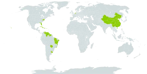 Desmanthus pernambucanus world distribution map, present in Anguilla, American Samoa, Antigua and Barbuda, Bahamas, Bermuda, Brazil, Barbados, China, Cuba, Guernsey, Guadeloupe, Grenada, Guyana, Haiti, Saint Kitts and Nevis, Saint Lucia, Montserrat, Martinique, Netherlands, Puerto Rico, Suriname, Trinidad and Tobago, Uruguay, United States of America, Venezuela (Bolivarian Republic of), and Virgin Islands (British)