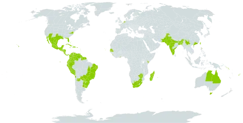 Desmanthus virgatus world distribution map, present in Argentina, American Samoa, Antigua and Barbuda, Australia, Bangladesh, Bahamas, Belize, Brazil, Barbados, Chile, China, Colombia, Cabo Verde, Costa Rica, Cuba, Dominican Republic, Ecuador, Fiji, Guernsey, Ghana, Guadeloupe, Grenada, Guatemala, French Guiana, Guyana, Honduras, Haiti, India, Jamaica, Kenya, Saint Kitts and Nevis, Saint Lucia, Sri Lanka, Madagascar, Mexico, Northern Mariana Islands, Montserrat, Martinique, Mauritius, Nicaragua, Netherlands, Pakistan, Panama, Peru, Puerto Rico, Paraguay, Réunion, Senegal, Singapore, Solomon Islands, El Salvador, Suriname, Seychelles, Trinidad and Tobago, Taiwan, Province of China, United States Minor Outlying Islands, Uruguay, United States of America, Venezuela (Bolivarian Republic of), Virgin Islands (British), South Africa, and Zimbabwe