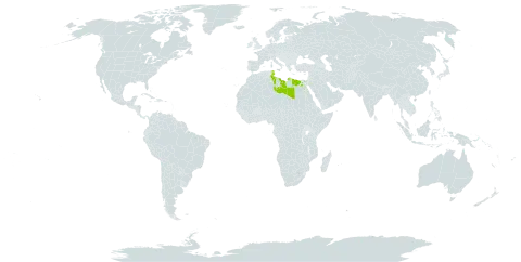 Desmazeria philistaea world distribution map, present in Egypt, Libya, Palau, and Tunisia