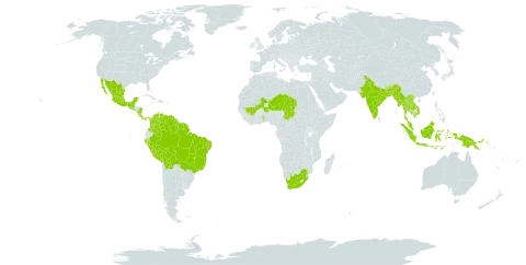 Desmodium distortum world distribution map, present in American Samoa, Bonaire, Sint Eustatius and Saba, Bangladesh, Bolivia (Plurinational State of), Brazil, Bhutan, Colombia, Costa Rica, Guatemala, French Guiana, Guyana, Indonesia, India, Cambodia, Lao People's Democratic Republic, Sri Lanka, Mexico, Mali, Myanmar, Mauritius, Malaysia, Niger, Nicaragua, Panama, Peru, Papua New Guinea, El Salvador, Suriname, Chad, Togo, Thailand, Venezuela (Bolivarian Republic of), Viet Nam, and South Africa