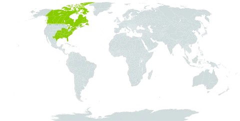 Desmodium glabellum world distribution map, present in Canada and United States of America