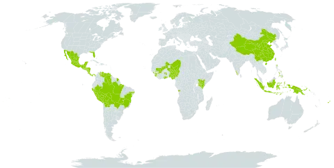 Desmodium scorpiurus world distribution map, present in Angola, American Samoa, Bonaire, Sint Eustatius and Saba, Belize, Bolivia (Plurinational State of), Brazil, China, Costa Rica, Fiji, Ghana, Guinea, Guatemala, French Guiana, Honduras, Indonesia, India, Kenya, Mexico, Mali, Malawi, Niger, Nigeria, Nicaragua, Panama, Peru, Philippines, Papua New Guinea, Sierra Leone, El Salvador, Taiwan, Province of China, United States of America, and Venezuela (Bolivarian Republic of)