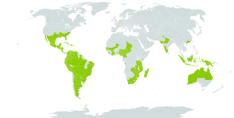 Desmodium tortuosum world distribution map, present in Angola, Argentina, American Samoa, Antigua and Barbuda, Australia, Burundi, Bahamas, Belize, Bolivia (Plurinational State of), Brazil, Barbados, China, Côte d'Ivoire, Cameroon, Colombia, Costa Rica, Cuba, Cayman Islands, Dominica, Dominican Republic, Ecuador, Fiji, Guernsey, Ghana, Guadeloupe, Guinea-Bissau, Equatorial Guinea, Grenada, Guatemala, Honduras, Haiti, Indonesia, India, Jamaica, Kenya, Kiribati, Saint Lucia, Sri Lanka, Madagascar, Mexico, Mali, Mozambique, Montserrat, Martinique, Mauritius, Malawi, Nigeria, Nicaragua, Netherlands, Panama, Peru, Papua New Guinea, Puerto Rico, Paraguay, Réunion, Senegal, Singapore, Sierra Leone, El Salvador, Suriname, Chad, Togo, Tanzania, United Republic of, Uganda, United States of America, Venezuela (Bolivarian Republic of), South Africa, Zambia, and Zimbabwe