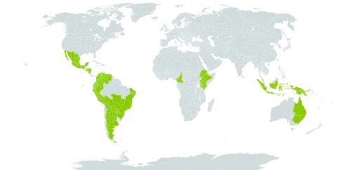 Desmodium uncinatum world distribution map, present in Argentina, American Samoa, Australia, Bolivia (Plurinational State of), Brazil, Cameroon, Colombia, Ecuador, Ethiopia, Ghana, Honduras, Indonesia, India, Kenya, Mexico, Nicaragua, Peru, Papua New Guinea, Paraguay, Singapore, El Salvador, United States of America, and Venezuela (Bolivarian Republic of)