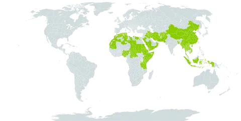 Desmostachya bipinnata world distribution map, present in Afghanistan, Andorra, Bangladesh, Central African Republic, China, Algeria, Egypt, Eritrea, Ethiopia, Indonesia, Iran (Islamic Republic of), Iraq, Kenya, Lao People's Democratic Republic, Libya, Morocco, Myanmar, Mauritania, Nigeria, Nepal, Oman, Pakistan, Palau, Saudi Arabia, Sudan, Singapore, Somalia, Chad, Thailand, Tunisia, Tanzania, United Republic of, Uganda, Viet Nam, and Yemen