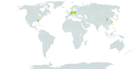 Deutzia gracilis world distribution map, present in China, Germany, Japan, Poland, Slovakia, Taiwan, Province of China, and United States of America