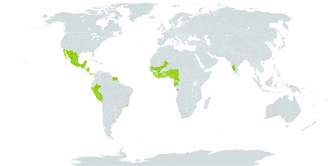 Dialium guineense world distribution map, present in Angola, Benin, Bonaire, Sint Eustatius and Saba, Belize, Brazil, Côte d'Ivoire, Cameroon, Gabon, Ghana, Guinea, Guinea-Bissau, Equatorial Guinea, Guatemala, French Guiana, India, Liberia, Sri Lanka, Mexico, Mali, Nigeria, Nicaragua, Panama, Peru, Senegal, Sierra Leone, Suriname, and Togo