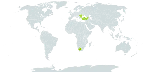 Dianthus pseudarmeria world distribution map, present in Bulgaria, Georgia, Moldova (Republic of), Romania, Serbia, Turkey, Ukraine, and South Africa