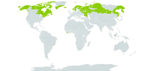 Diapensia lapponica world distribution map, present in Canada, Finland, France, United Kingdom of Great Britain and Northern Ireland, Greenland, Iceland, Liberia, Norway, Russian Federation, Saint Pierre and Miquelon, Sweden, and United States of America