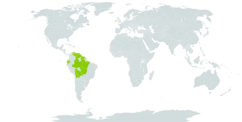 Dichaea picta world distribution map, present in Bolivia (Plurinational State of), Brazil, Ecuador, Guyana, Suriname, and Venezuela (Bolivarian Republic of)