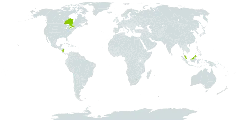 Dichanthelium commonsianum world distribution map, present in Canada, Micronesia (Federated States of), Malaysia, and Nicaragua