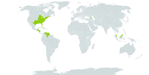 Dichanthelium dichotomum world distribution map, present in Åland Islands, Bahamas, Belize, Cuba, Dominica, Micronesia (Federated States of), Georgia, Guatemala, Honduras, Haiti, Jamaica, Malaysia, Nicaragua, Puerto Rico, United States of America, and Venezuela (Bolivarian Republic of)