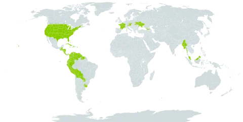 Dichanthelium world distribution map, present in Åland Islands, Austria, Bahamas, Belize, Bolivia (Plurinational State of), Colombia, Costa Rica, Cuba, Czech Republic, Dominica, Ecuador, France, Micronesia (Federated States of), Georgia, Guatemala, Guyana, Honduras, Haiti, Jamaica, Myanmar, Malaysia, Nicaragua, Panama, Peru, Puerto Rico, Paraguay, Suriname, Ukraine, Uruguay, United States of America, and Venezuela (Bolivarian Republic of)